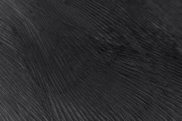 Beautiful dark black feather wool pattern  texture background