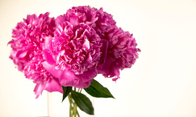 Bouquet on white backdrop, closeup. Beautiful pink peony flowers. Blooming roses flower open, time lapse, close-up. Wedding backdrop, Valentine's Day concept.