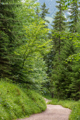 Fototapeta premium Wanderweg bei Ramsau, Berchtesgadener Land, Bayern, Deutschland