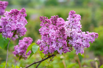 Obraz premium lilac branch. Floral background natural spring. Blossoming lilac flower bud. spring time color. Beautiful purple petal plant. Botanical flora Aesthetic mood Summer garden Pink liliac