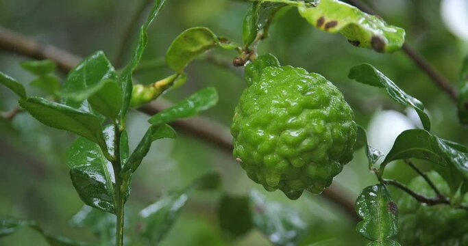 (Citrus hystrix)Closeup fresh bergamot,bergamot with water droplets in the rainy season,	