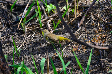 Palm Warbler at Ottawa National Wildlife Refuge