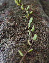 pyrrosia plant on tree, parasitic plant on tree, moss plants attached to trees, green moss on a tree, green moss background, green leaves background, close up of a green leaf, green moss plant