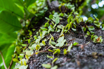 pyrrosia plant on tree, parasitic plant on tree, moss plants attached to trees, green moss on a tree, green moss background, green leaves background, close up of a green leaf, green moss plant