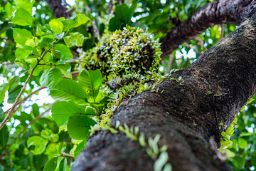 pyrrosia plant on tree, parasitic plant on tree, moss plants attached to trees, green moss on a...