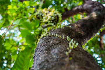 pyrrosia plant on tree, parasitic plant on tree, moss plants attached to trees, green moss on a...