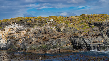 The island in the Beagle Channel is covered with sparse stunted vegetation. A family of sea lions is resting on the rocky slopes. Cormorants are circling in the air. Mountains against a sky, clouds