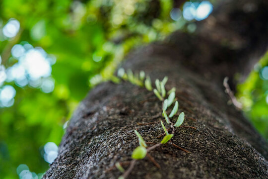 pyrrosia plant on tree, parasitic plant on tree, moss plants attached to trees, green moss on a tree, green moss background, green leaves background, close up of a green leaf, green moss plant