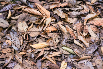 pile of dry leaves in the house garden, background of dry leaves, dry leaves on the ground, close up of a lot of dried leaves