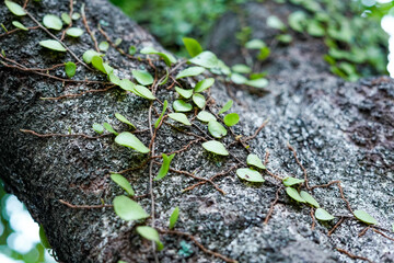 pyrrosia plant on tree, parasitic plant on tree, moss plants attached to trees, green moss on a...