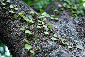 pyrrosia plant on tree, parasitic plant on tree, moss plants attached to trees, green moss on a...