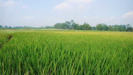 Growing green rice field against clear sky