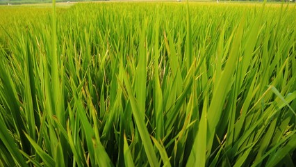 Growing green rice field against clear sky