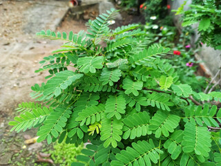fern leaves