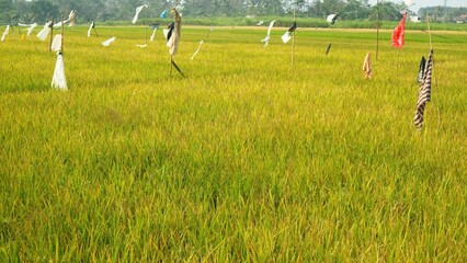 Rice fields with plastic ropes to repel bird pests. Utilization of rags or pieces of used cloth as...