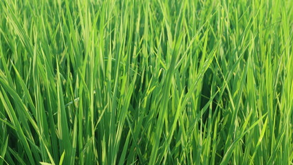 Growing green rice field at day