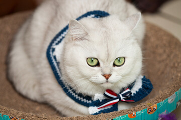 cat in a basket