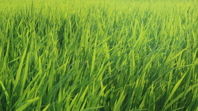 Growing green paddy field, natural background