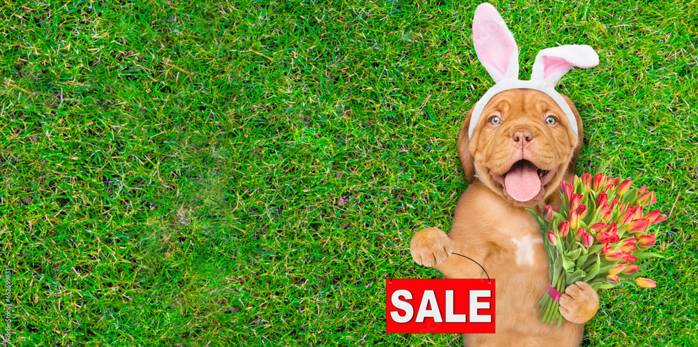 Poster happy mastiff puppy wearing easter rabbits ears holds bouquet of tulips and shows signboard with lab