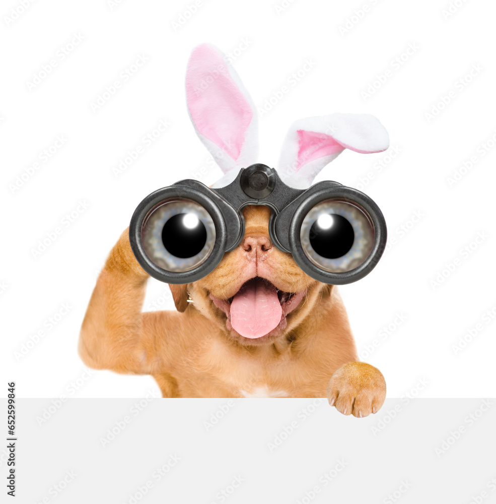 Poster happy puppy wearing easter rabbits ears looks through binoculars above empty white banner. isolated 