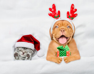 Happy mastiff puppy dressed like santa claus reindeer Rudolf holding gift box and lying with cozy...