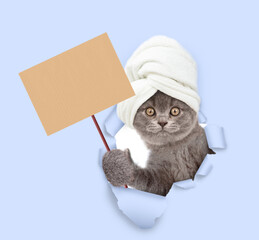 Cute kitten with towel on it head looking through a hole in blue paper and showing empty placard