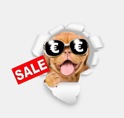 Happy dog wearing sunglasses with sign euro looking through the hole in white paper and showing sales symbol