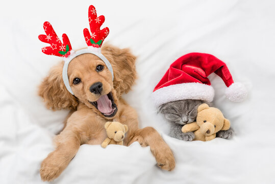 Yawning English Cocker spaniel puppy dressed like santa claus reindeer  Rudolf lying with cozy kitten under white blanket at home. Pets hugs toy bears. Top down view - Powered by Adobe