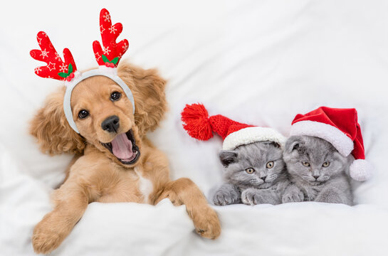 Yawning English Cocker spaniel puppy dressed like santa claus reindeer  Rudolf lying with cozy kittens under white blanket at home. Kittens wearing santa hats. Top down view