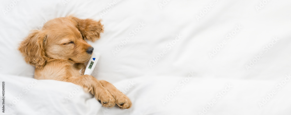 Poster cute english cocker spaniel puppy lying on a bed at home with thermometer under it paw. top down vie