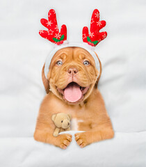 Cute Mastiff puppy dressed like santa claus reindeer Rudolf lying under white blanket at home and hugging toy bear. Top down view