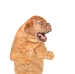Barking mastiff puppy standing in side view. Isolated on white background