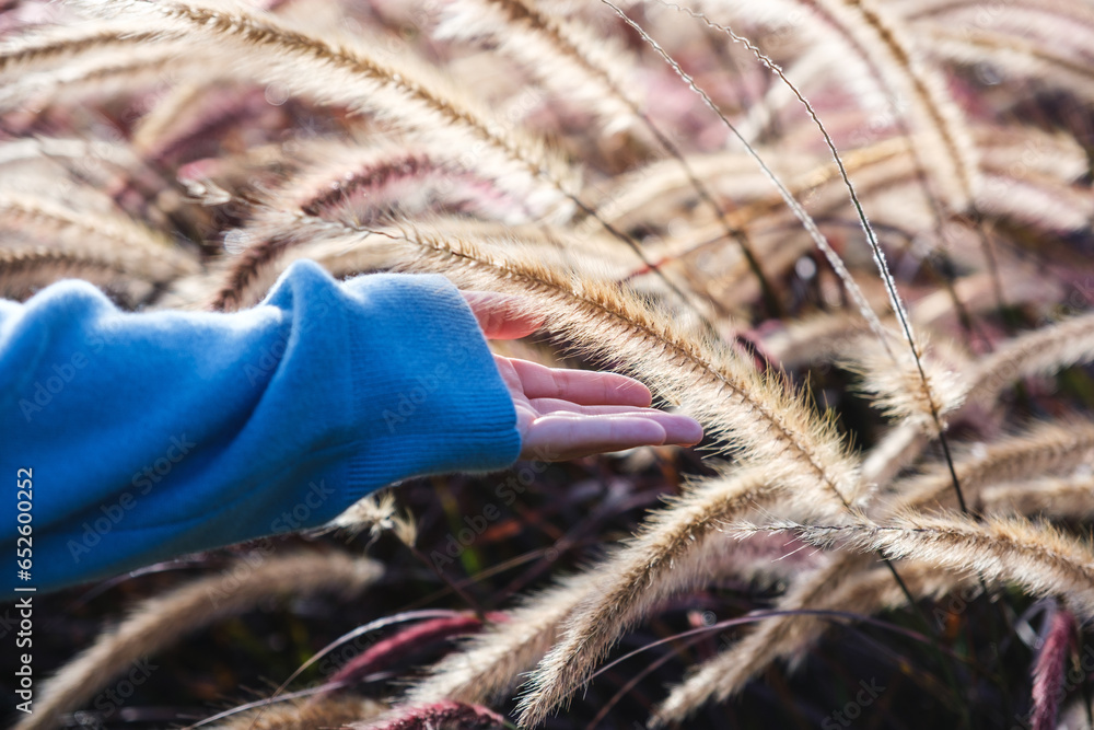Wall mural closeup image of a hand touching on a white , purple and pink poaceae or mission grass in a field