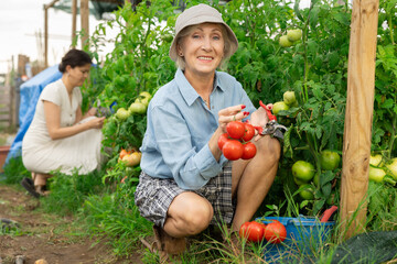 Close-up of smiling retired woman holding ripe red tomatoes, healthy food active life.