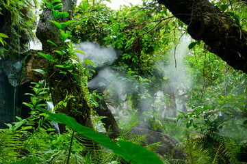 Forest park covered with cool steam in Chiang Mai Province