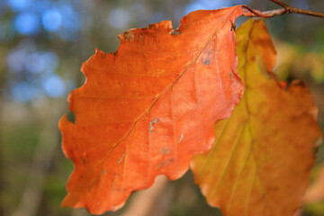 Obraz premium Orange leaf on tree in forest