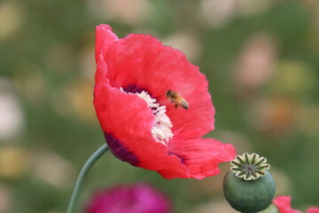 red poppy flower