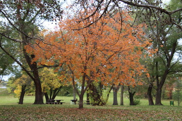 autumn tree in the park, Emily Murphy Park, Edmonton, Alberta