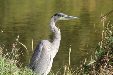 great blue heron