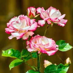 Obraz premium Pink and white roses on a background of green leaves close-up