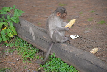 Most monkeys survive of a diet of fruit, leaves, nuts, berries, eggs, insects and they occasionally...