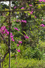 flowers in the garden