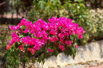 flowers in the garden