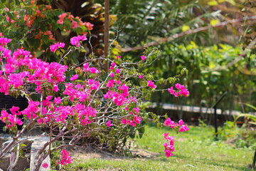 flowers in the garden