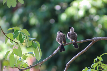 bird on the tree