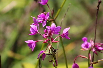 flowers in the garden
