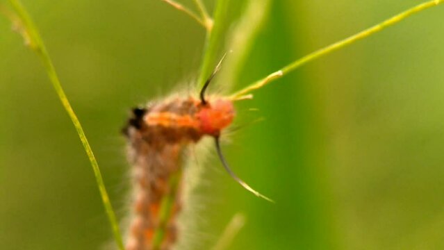 Catterpillar, nature macro video