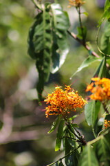 orange flowers in the garden