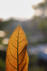 Obraz premium leaf on the tree