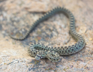 Pacific Gopher Snake juvenile in Defensive Posture. Stevens Creek County Park, Santa Clara County,...